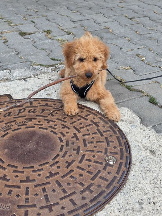 Donez pui catel in varsta de 5 luni pudel