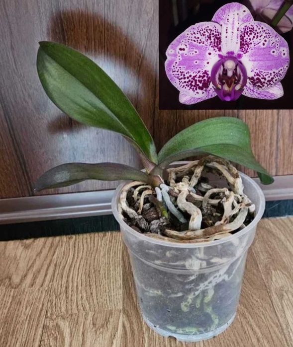 Орхидеи фаленопсис Black eye, Sogo Vivien, Bambula