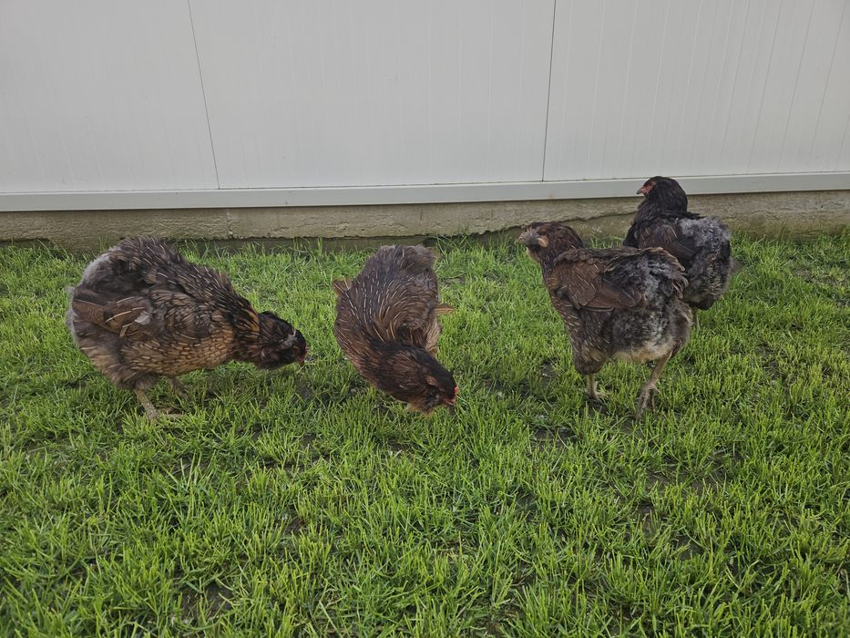 Ouă pentru incubat Araucana