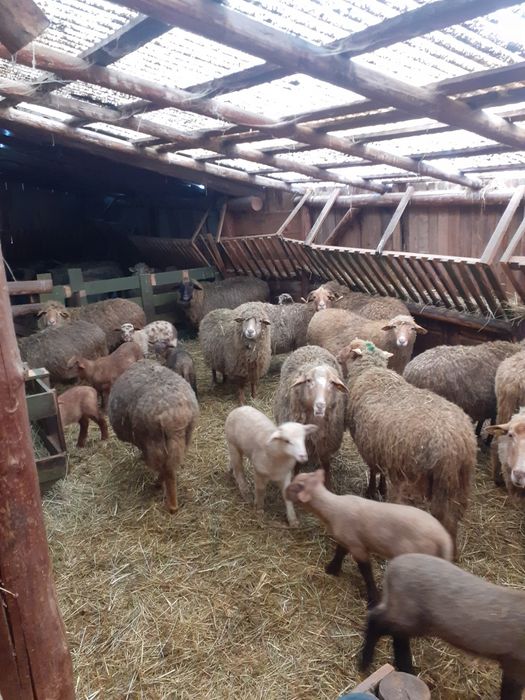 Oi de vânzare în loc. Arcuş, jud. Covasna