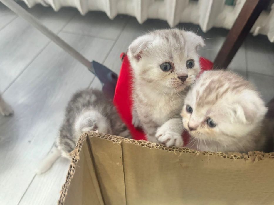 Продам котят мраморных