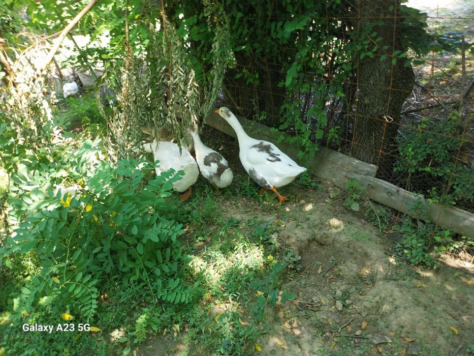 Vand iepuri rate gaste pui rățele mici bibilici