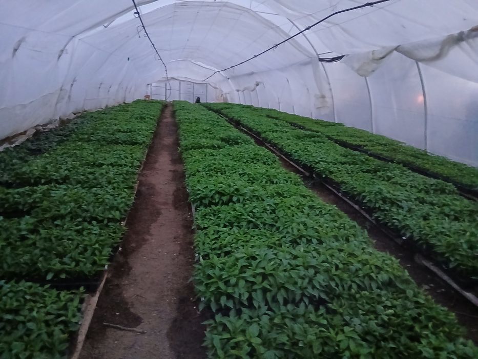 Producator  Răsaduri , vanzare toata tara