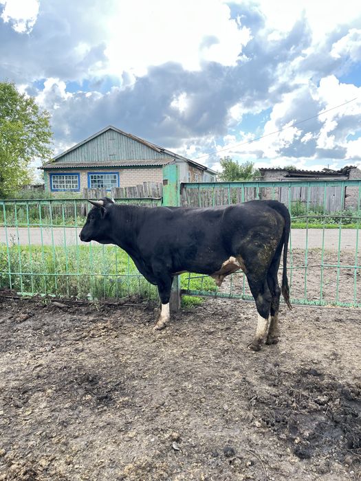 Продам быка производителя