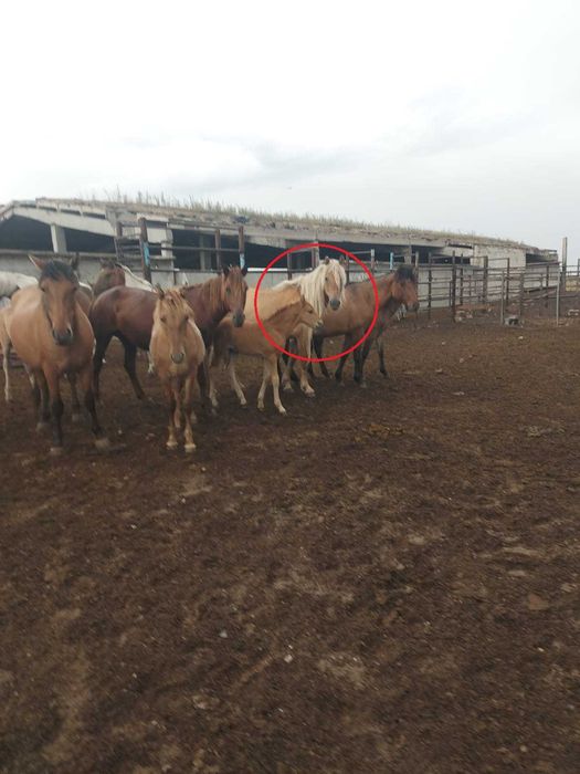 Кобыла с жеребенком