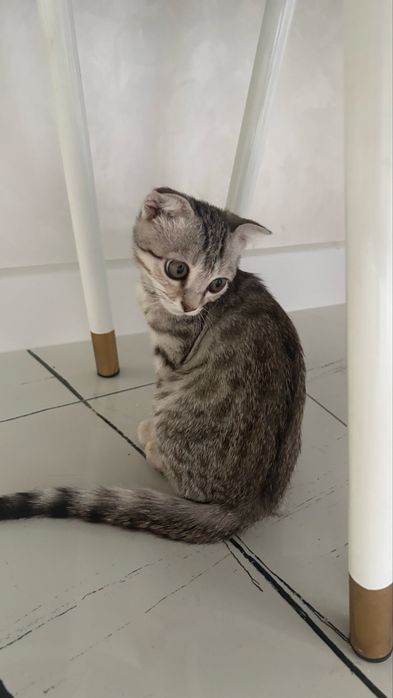 Катенок шотландсий мальчик