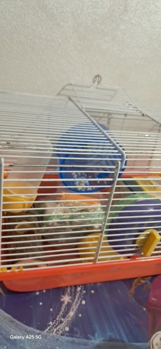 Cusca hamsteri si mancare