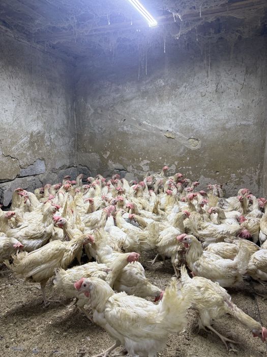 Продам курей Молодок Ломан Браун