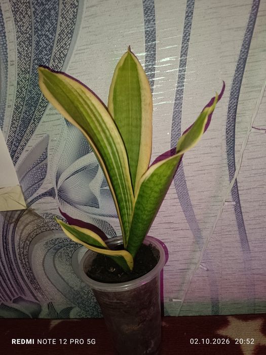 Продам сансевьеру