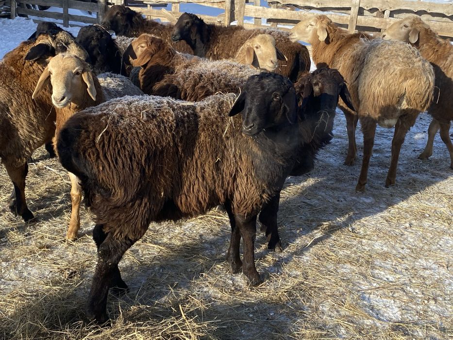 Продаютса кошкары арашан