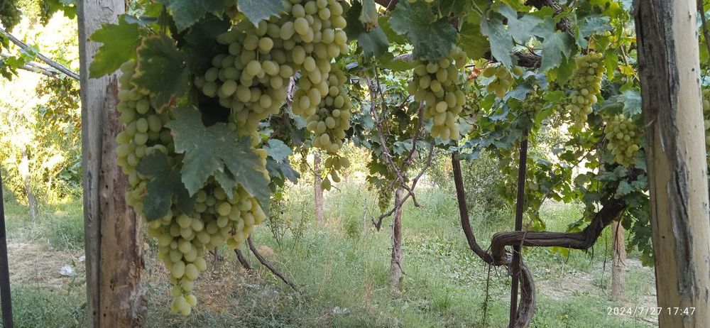 Uchaska 7 sotik oldi ayvon