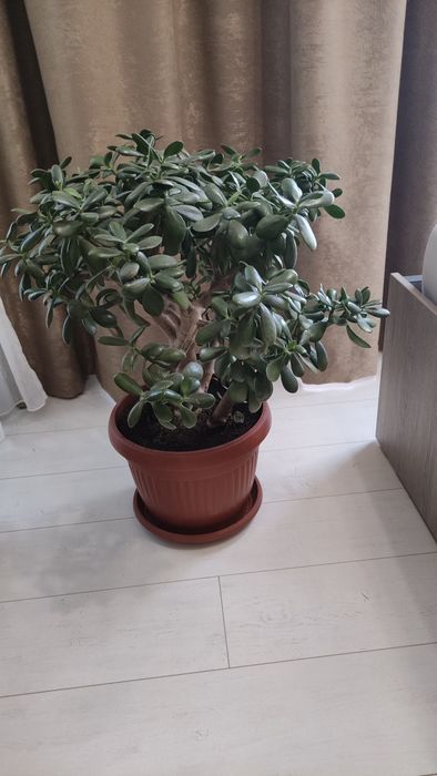 Дърво на живота 75 см