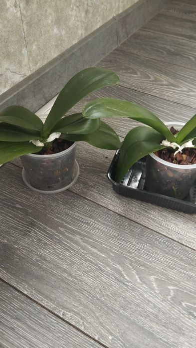 Орхидеи,комнатные растения