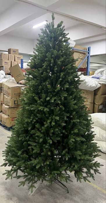 Елка королевская