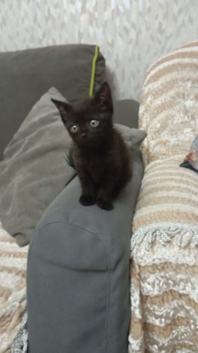 Отдам в добрые руки кошечку