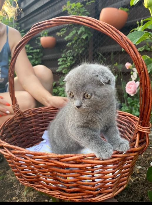 Продам пародистых котят