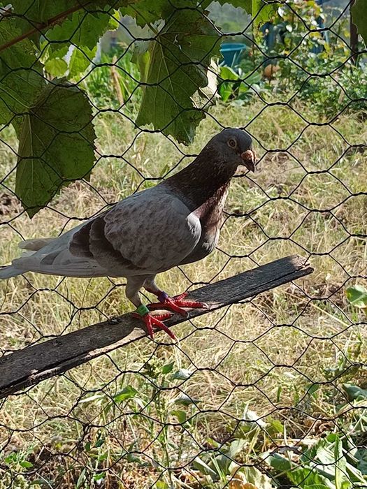 Vând  porumbei voiajori (zona comuna Berceni)