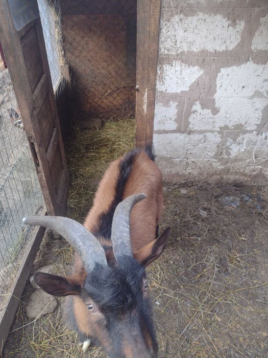 Vând țap alpin francez tânăr