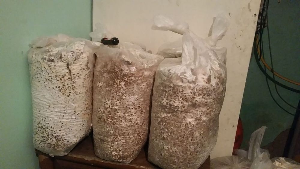 Продам мицелий, грибов вешенок.
