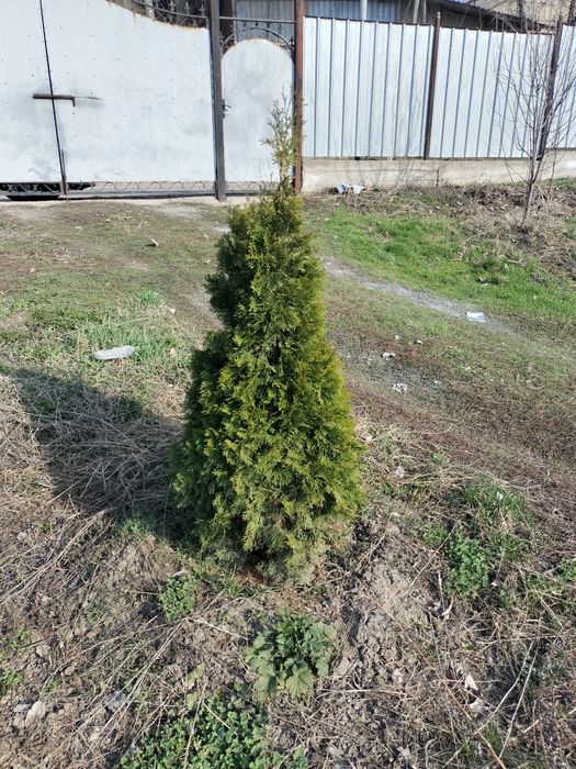 Туи смаракта пирамида не дорого