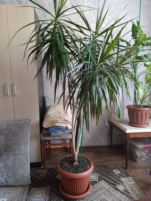 Драцена (Dracaena)