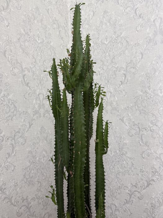 продам хороший кактус