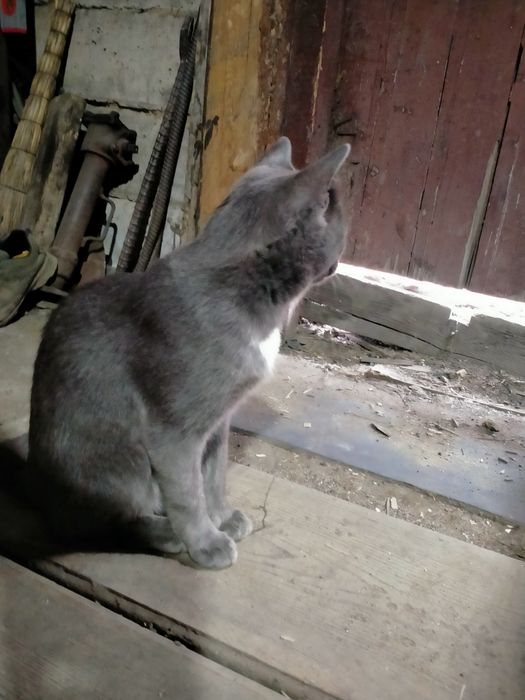Ищем хозяина для кота