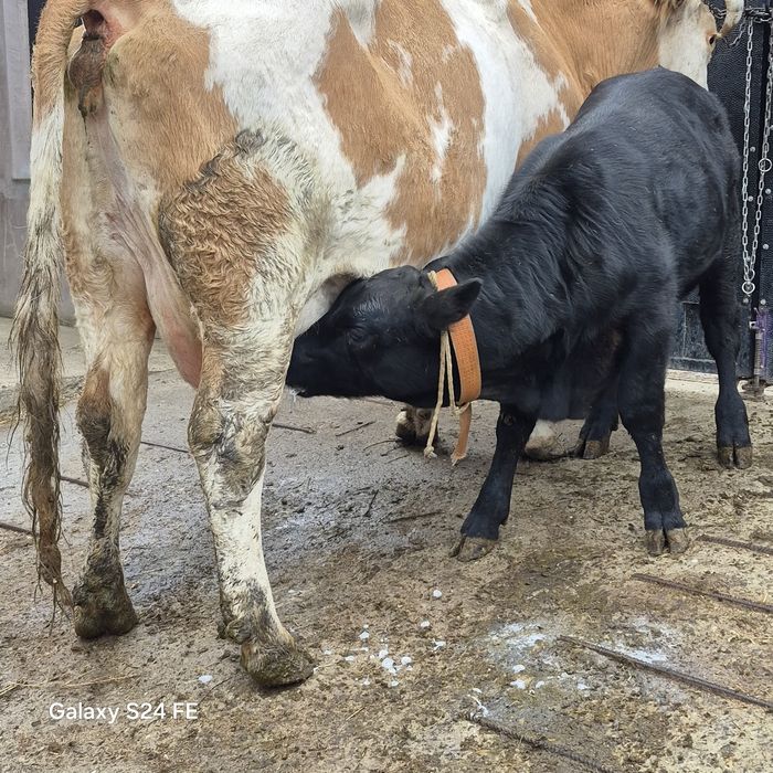 Vând vaca baltata fatata de 2 luni jumate. Plus