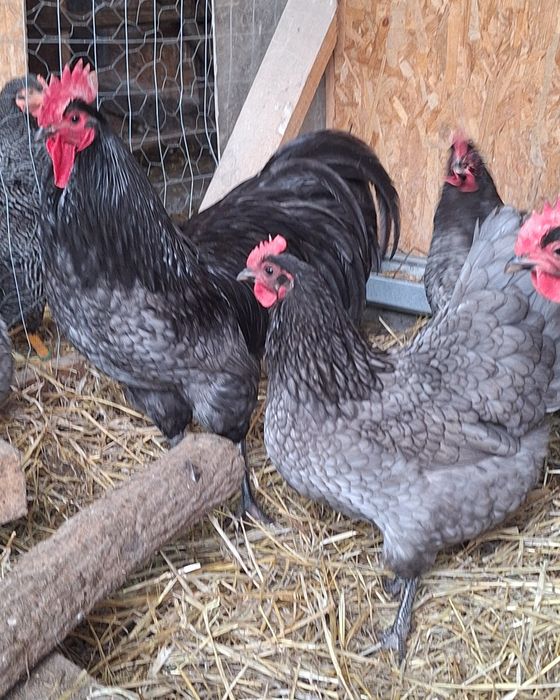 Oua australop albastru