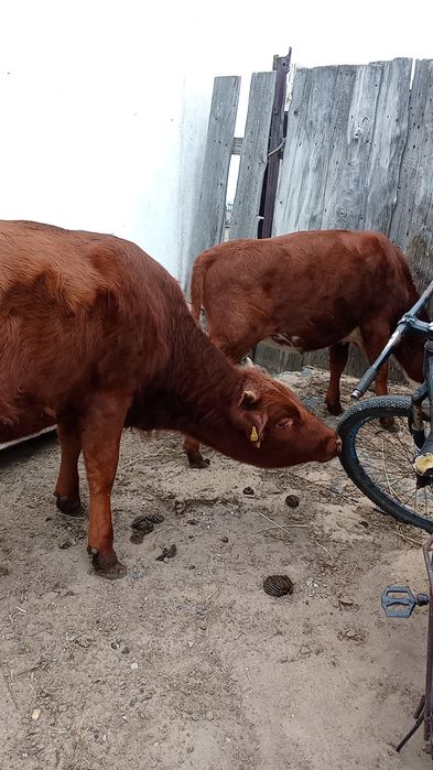 Продам двух тёлок