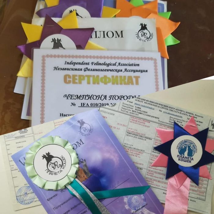 Кремовый мальчик мейнкун (с родословной)