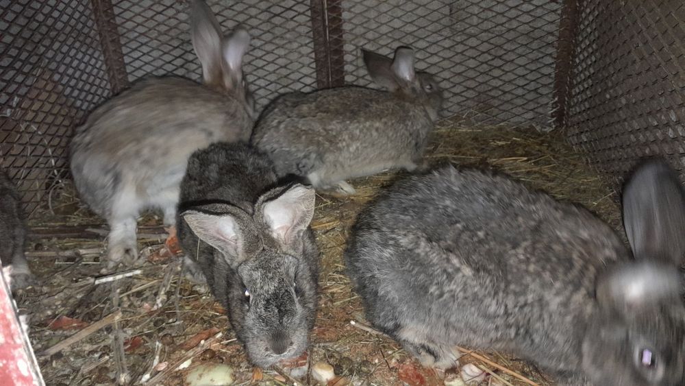 Продам кроликов 9 штук