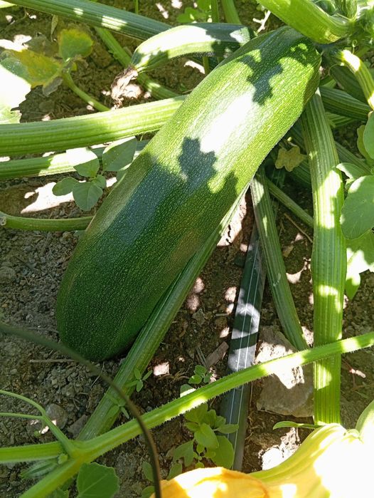 Продам кабачки домашние