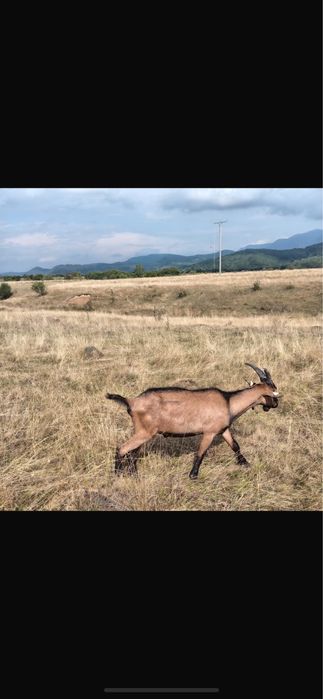 Tap Alpin Francez cu Pedigree