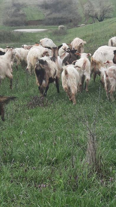 Vând capre cu lapte