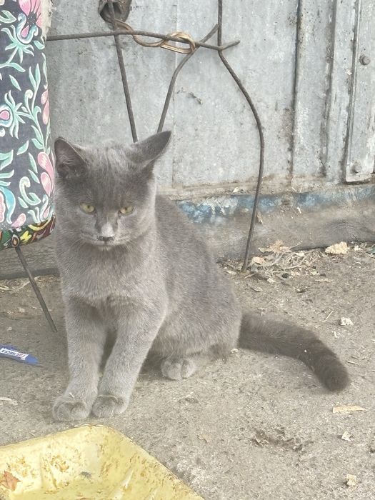 Собака, котята и кошки