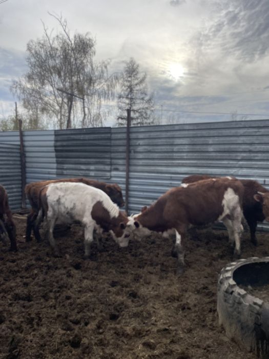 Продаю бычков 1 год