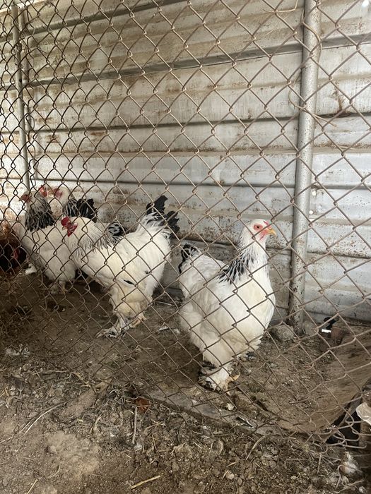 Яйца брамы по 500 тенге