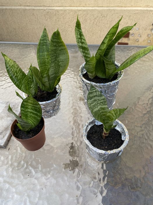 sansevieria- 35 lei/2 ghivece