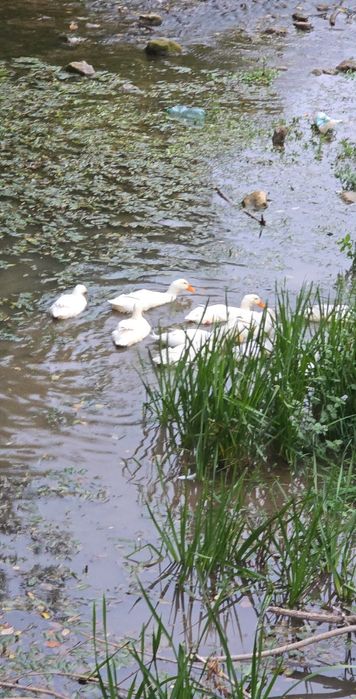 Пекински патици бели