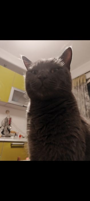 Отдам в добрые руки кота