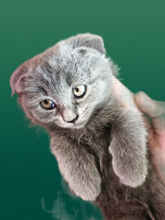 Продаю хорошую красивую  вислоуху.