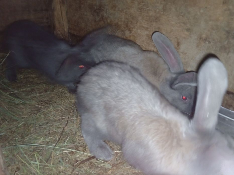 Продам  кроликов