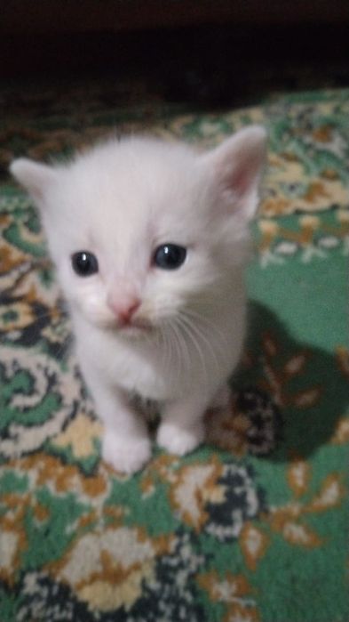 Котята от Шотландской кошки