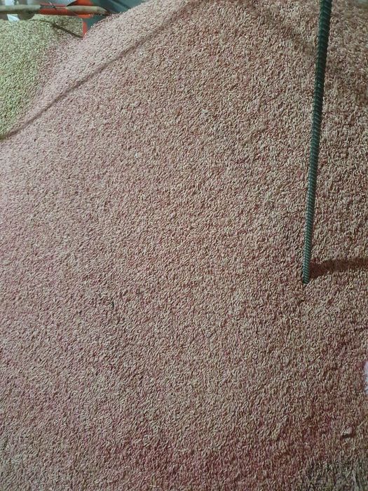 Арпа ячмен  на семена