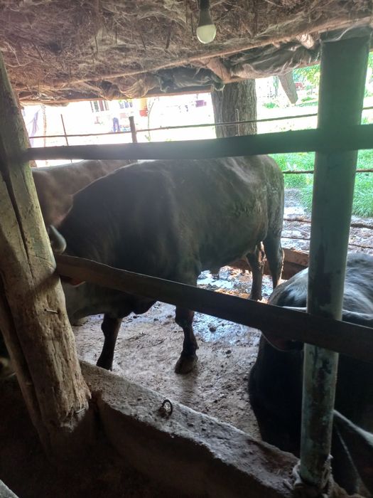 Buqalar sotiladi kelishilgan narxlarda