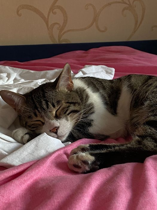 Отдам кота в добрые руки