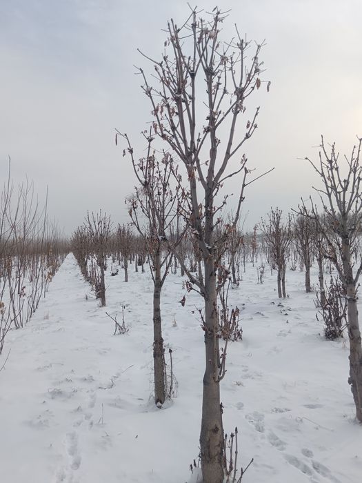 Лиственные породы деревьев