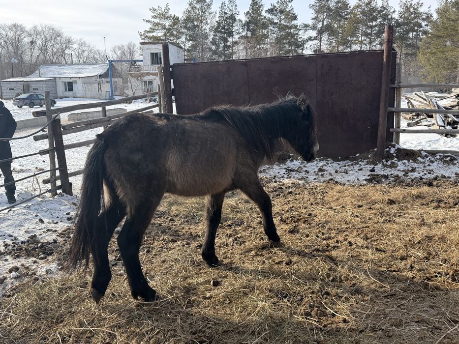 Продам лошадей 6 головы