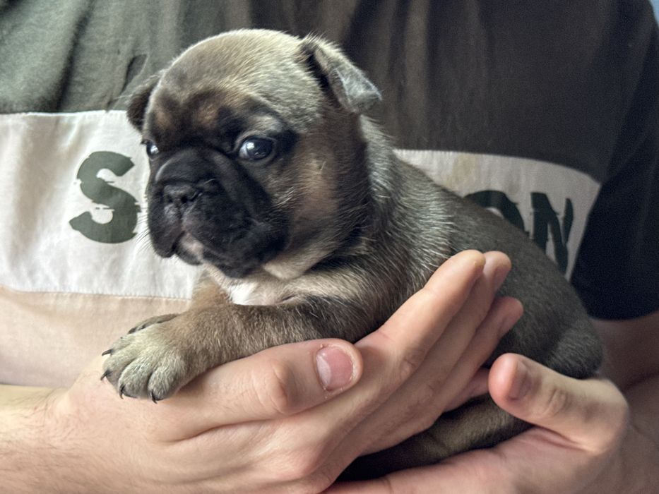 Щенки француского бульдога